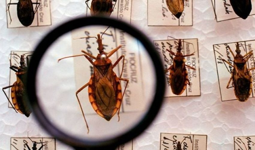doenca-de-chagas-1900918-article